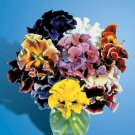KIMIZA - NEW! 35+ PANSY FLOWER SEEDS / BOLERO FLAMENCO MIX