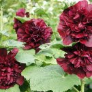 KIMIZA - 30+ MAROON GIANT DANISH DOUBLE HOLLYHOCK FLOWER SEEDS / PERENNIAL