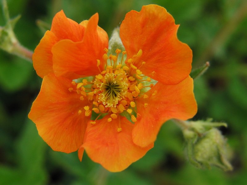 KIMIZA - 50+ EXTRA LARGE TANGERINE ORANGE GEUM FLOWER SEEDS / PERENNIAL
