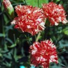 KIMIZA - 30+ CARNATION AVRANCHIN RED/WHITE EVERGREEN PERENNIAL FLOWER SEEDS / GIFT