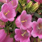 KIMIZA - 50+ PINK HEIRLOOM CAMPANULA"CANTERBURY BELLS" PERENNIAL FLOWER SEEDS / GIFT
