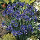 KIMIZA - 30+ VIOLET BLUE-EYED GRASS SISYRINCHIUM FLOWER SEEDS / SEDGE / PERENNIAL