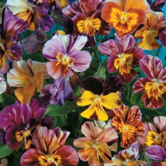 KIMIZA - NEW! 25+ VIOLA BRUSH STROKES LOWER SEEDS RARE PERENNIAL