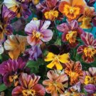 KIMIZA - NEW! 25+ VIOLA BRUSH STROKES LOWER SEEDS RARE PERENNIAL