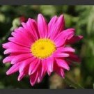 KIMIZA - 50+ ROSE CHRYSANTHEMUM COCCINEUM PERENNIAL FLOWER SEEDS / DEER RESISTANT/ GIFT