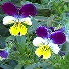 KIMIZA - 50+ VIOLA JOHNNY JUMP UP SWEETLY SCENTED PERENNIAL FLOWER SEEDS / GREAT GIFT
