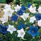 KIMIZA - 40+ PLATYCODON BLUE AND WHITE BALLOON FLOWER SEEDS MIX PERENNIAL