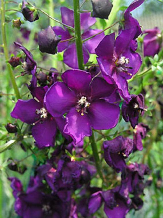 KIMIZA - 50+ VERBASCUM VIOLETTA FLOWER SEEDS / DEER RESISTANT PERENNIAL