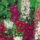 KIMIZA - 50+ VERBASCUM PHOENICIUM FLOWER SEEDS HYBRIDS MIX / DEER RESISTANT PERENNIAL