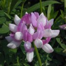 KIMIZA - CROWN VETCH 45+ CORONILLA VARIA FLOWER SEEDS / PERENNIAL HARDY GROUND COVER