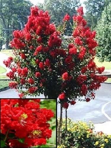 KIMIZA - 35+ RED CRAPE MYRTLE TREE /SHRUB /FLOWER SEEDS / DROUGHT TOLERANT PERENNIAL