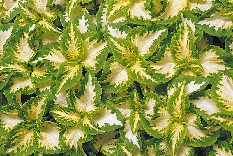 KIMIZA - 50+ COLEUS "WIZARD JADE" SHADE LOVING FLOWER SEEDS / ANNUAL / GREAT GIFT