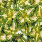 KIMIZA - 50+ COLEUS "WIZARD JADE" SHADE LOVING FLOWER SEEDS / ANNUAL / GREAT GIFT