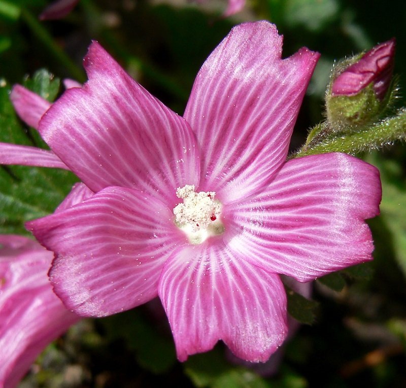KIMIZA - 35+ FALSE MALLOW SIDALCEA HEM ROSE PINK PERENNIAL FLOWER SEEDS