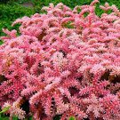 KIMIZA - 50+ SEDUM SEASTAR PERENNIAL FLOWER SEEDS
