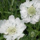 KIMIZA - 25+ PURE WHITE SCABIOSA PINCUSHION FLOWER SEEDS / PERENNIAL