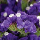 KIMIZA - 50+ STATICE PURPLE ATTRACTION FLOWER SEEDS / ANNUAL / GREAT GIFT / LONG LASTING