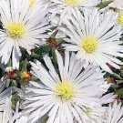 KIMIZA - 50+ DELOSPERMA WHITE ICE PLANT FLOWER SEEDS / PERENNIAL