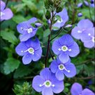 KIMIZA - 50+ OXFORD BLUE CREEPING SPEEDWELL FLOWER SEEDS / PERENNIAL
