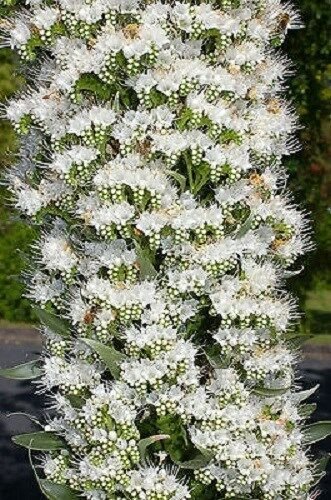 KIMIZA - 50+ WHITE ECHIUM FLOWER SEEDS / RESEEDING ANNUAL / DEER RESISTANT