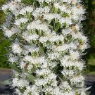 KIMIZA - 50+ WHITE ECHIUM FLOWER SEEDS / RESEEDING ANNUAL / DEER RESISTANT