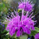KIMIZA - 50+ LILAC MONARDA BEE BALM FLOWER SEEDS / DEER RESISTANT PERENNIAL / LEMON SCENT