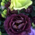 KIMIZA - 20+ BLACK PEARL AND LIME GREEN LISIANTHUS FLOWER SEEDS MIX / EUSTOMA / ANNUAL