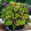 KIMIZA - 50+ COLEUS WIZARD MOSIAC SHADE LOVING FLOWER SEEDS / LONG LASTING ANNUAL