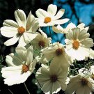 KIMIZA - 50+ COSMOS "PURITY' WHITE" FLOWER SEEDS / LONG LASTING ANNUAL
