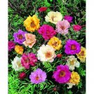 KIMIZA - 50+ DOUBLE MOSS ROSE MIX / PORTULACA / ANNUAL FLOWER SEEDS / GROUND COVER
