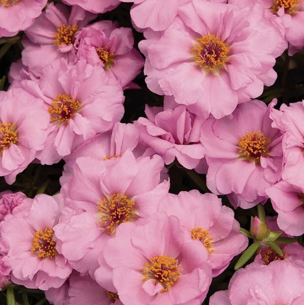 KIMIZA - 50+ SUNDIAL PINK PORTULACA MOSS ROSE SEEDS ANNUAL GROUND-COVER FLOWER SEEDS