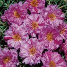 KIMIZA - 50+ SUNDIAL PEPPERMINT PORTULACA MOSS ROSE SEEDS ANNUAL GROUND-COVER SEEDS