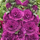 KIMIZA - 30 + Purple Dane Giant Double Hollyhock Flower Seed