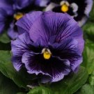 KIMIZA - NEW! 30+ FRIZZLE BLUE RUFFLED PANSY FLOWER SEEDS / PERENNIAL