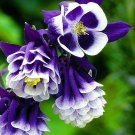 KIMIZA - 25+ AQUILEGIA HYBRIDA DOUBLE PLEAT BLUE AND WHITE FLOWER SEEDS / PERENNIAL