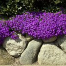 KIMIZA - 50+ AUBRIETA BRIGHT PURPLE ROCK CRESS FLOWER SEEDS / PERENNIAL / DEER RESISTANT
