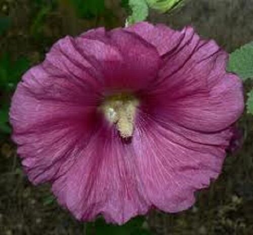 KIMIZA - 30+ GRAPE 11 FT TALL GIANT DANISH HOLLYHOCK FLOWER SEEDS