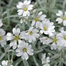 KIMIZA - 100+ SNOW IN SUMMER CERASTIUM PERENNIAL FLOWER SEEDS/DEER RESISTANT GROUND COVER