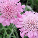 KIMIZA - 25 + Pink Diamond Scabiosa Pincushion Flower Seeds / Perennial