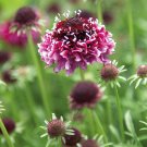 KIMIZA - 25+ RED/WHITE SCABIOSA PINCUSHION FLOWER SEEDS / PERENNENNIAL