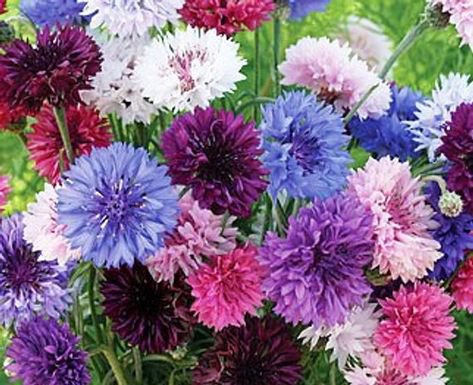 KIMIZA - 35+ BACHELOR'S BUTTON CORNFLOWER FLOWER SEED MIX / LONG LASTING ANNUAL