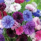 KIMIZA - 35+ BACHELOR'S BUTTON CORNFLOWER FLOWER SEED MIX / LONG LASTING ANNUAL