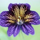 KIMIZA - 20+ RARE BLUE STAINED-GLASS FLOWER SEEDS / SALPIGLOSSIS / LONG LASTING ANNUAL