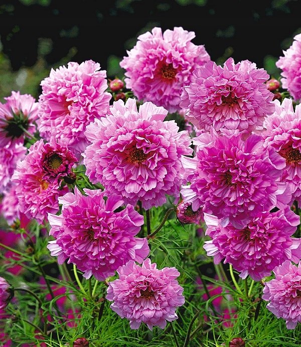 KIMIZA - 40+ COSMOS DOUBLE CLICK ROSE FLOWER SEEDS / LONG LASTING ANNUAL