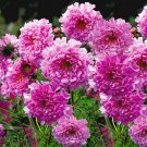 KIMIZA - 40+ COSMOS DOUBLE CLICK ROSE FLOWER SEEDS / LONG LASTING ANNUAL