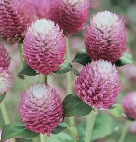 KIMIZA - 40+ BI-COLOR ROSE GOMPHRENA FLOWER SEEDS / ANNUAL