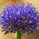 KIMIZA - 40+ JASIONE BLUE LIGHT FLOWER SEEDS / SCABIOSA PINCUSHION FAMILY / PERENNIAL