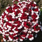 KIMIZA - 40+ NEMESIA BI-COLOR "DANISH FLAG" FLOWER SEEDS / ANNUAL