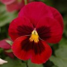 KIMIZA - NEW! 35+ COLOSSUS RED PANSY WITH FACE FLOWER SEEDS / LONG LASTING ANNUAL
