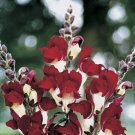 KIMIZA - 30+ ANTIRRHINUM NIGHT AND DAY SNAPDRAGON FLOWER SEEDS / LONG LASTING ANNUAL